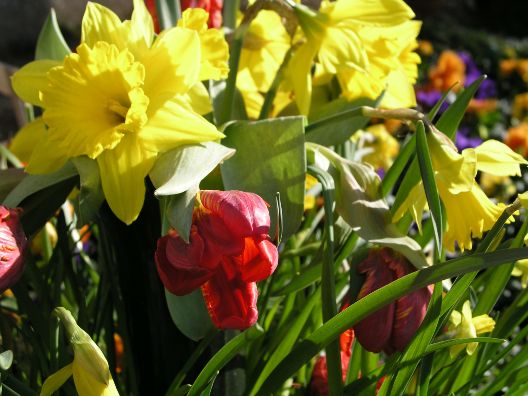 Blumengrüße aus Tübingen