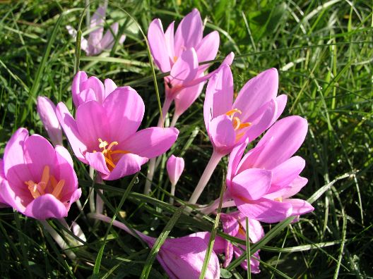 Blumengrüße aus Tübingen