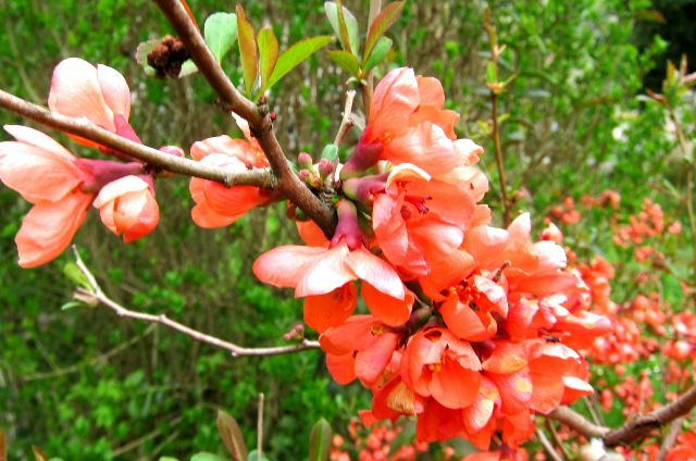 Blumen aus meinem Garten