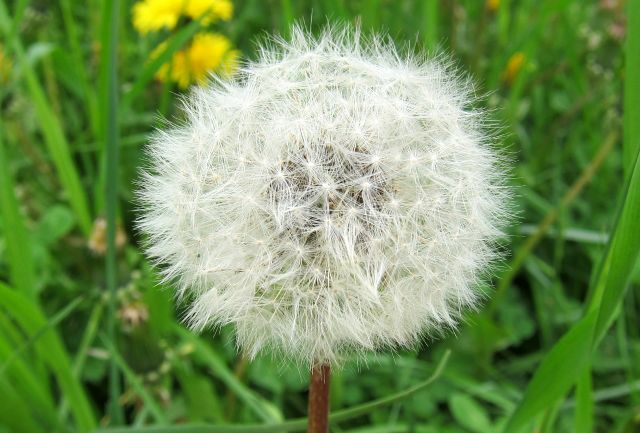 Blumen aus meinem Garten